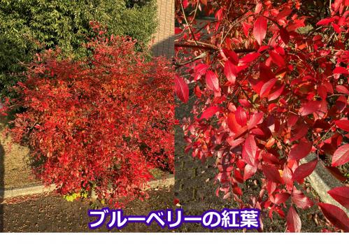 ブルーベリーの紅葉の写真