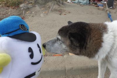 メイプル君と犬