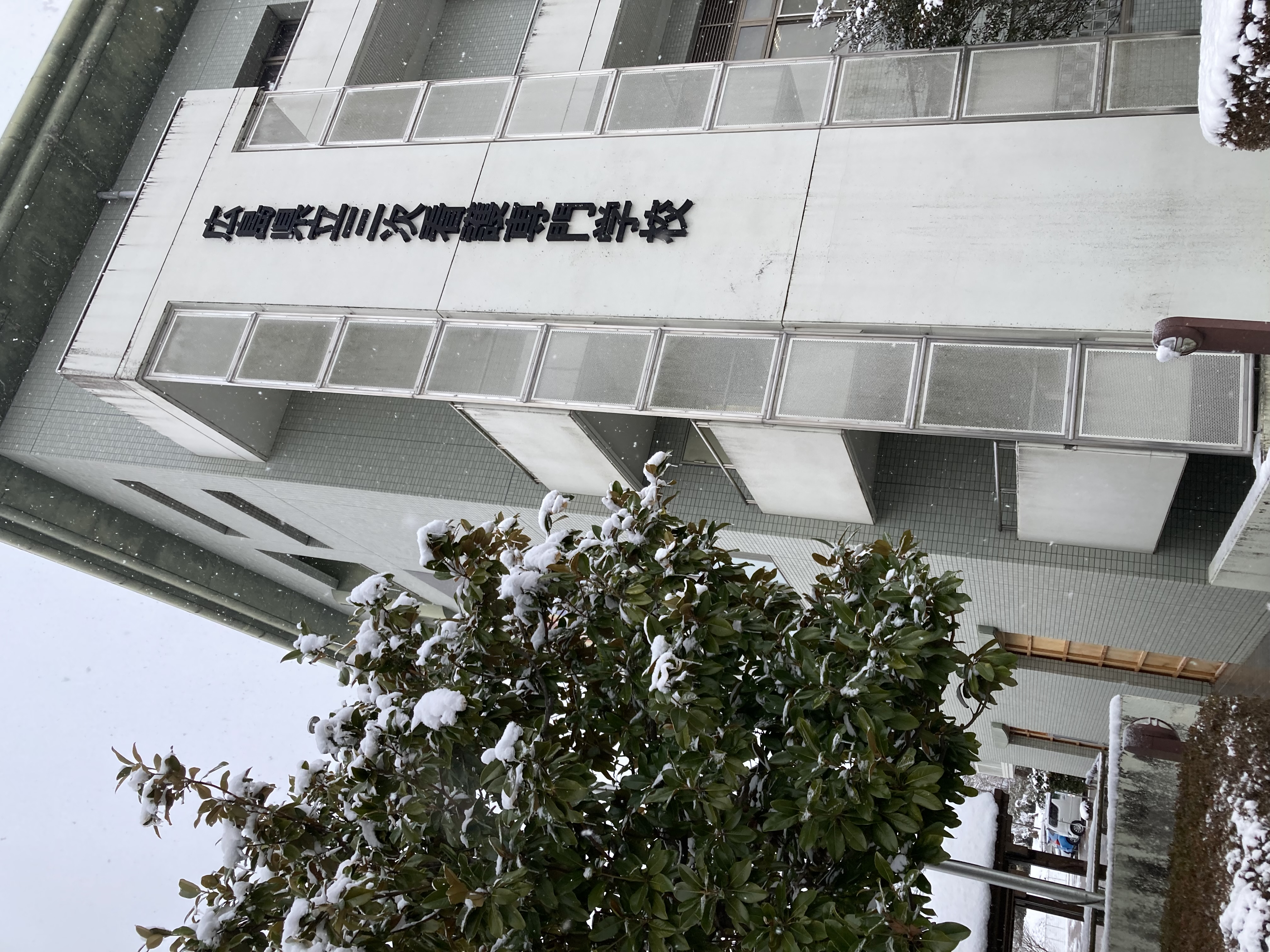 校舎の前にたっている木に積雪している様子