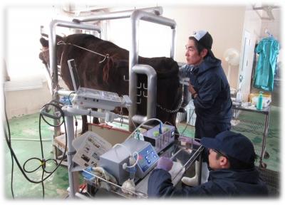 超音波画像で確認しながら採卵作業をしている様子