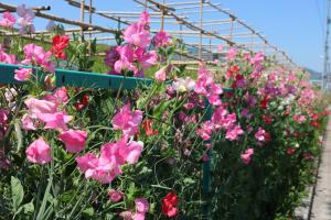 花束にしてプレゼントしたスイトピー