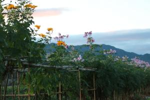 地域の方からいただいた皇帝ダリアと皇帝ヒマワリ