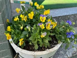 おでむかえの花