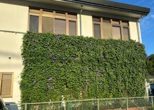 オーシャンブルーのグリーンカーテン