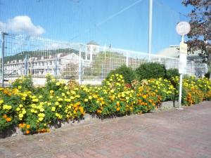 きれいに咲いた花壇