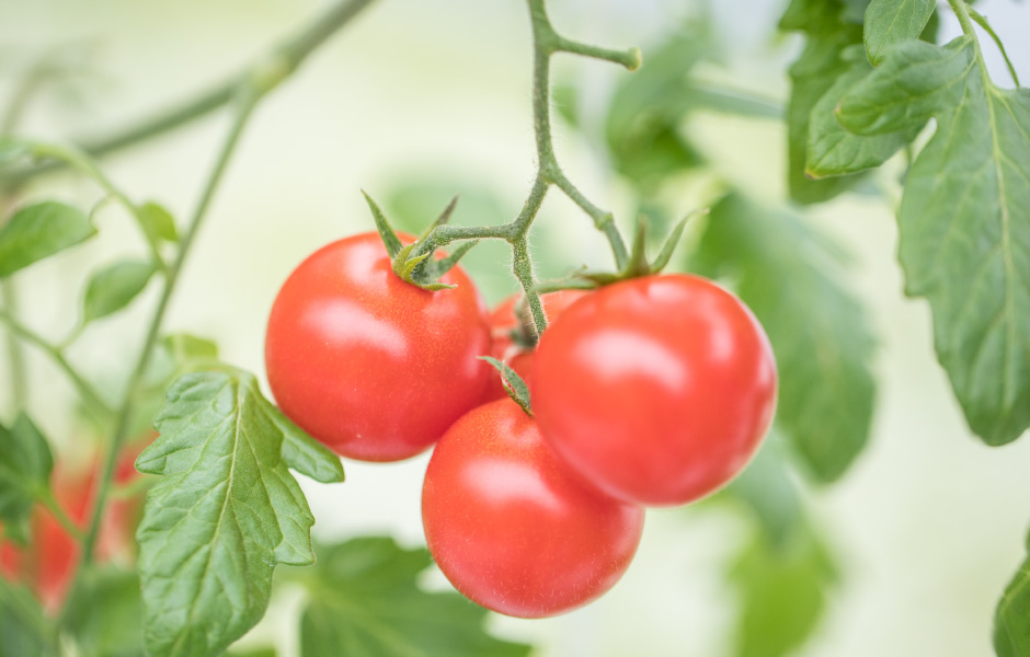 規格外品の加工（トマト）