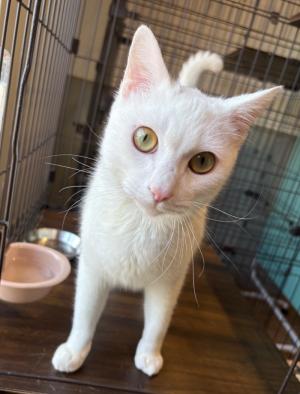 譲渡用猫