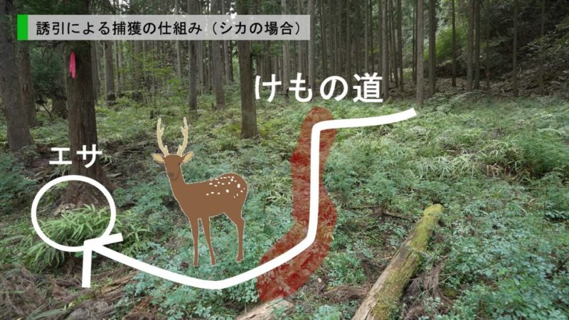 誘引による捕獲の仕組み