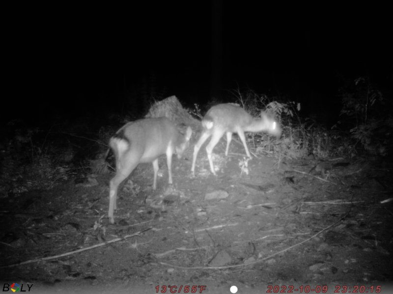 誘引されるシカ