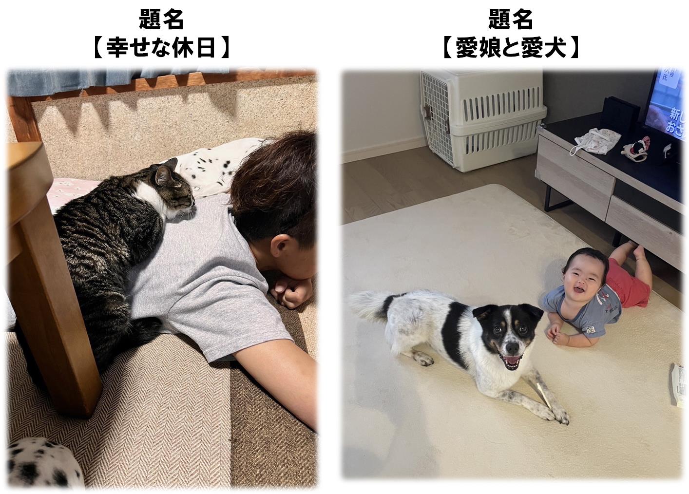 展示イメージ図