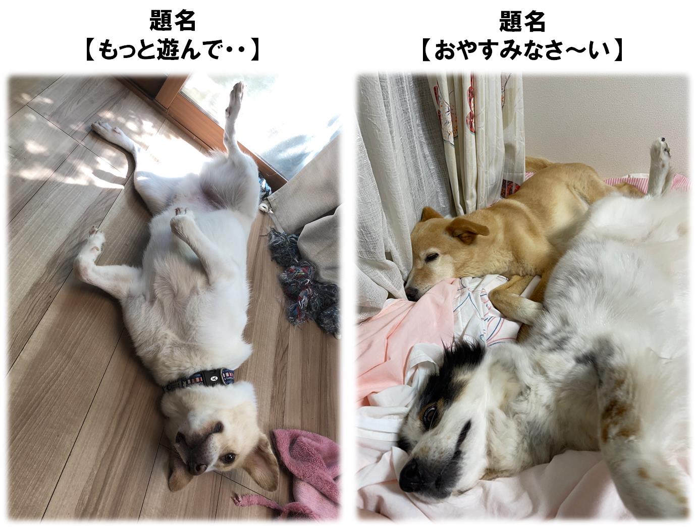 展示イメージ図１