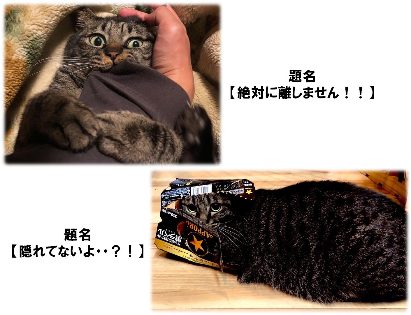 展示イメージ図２