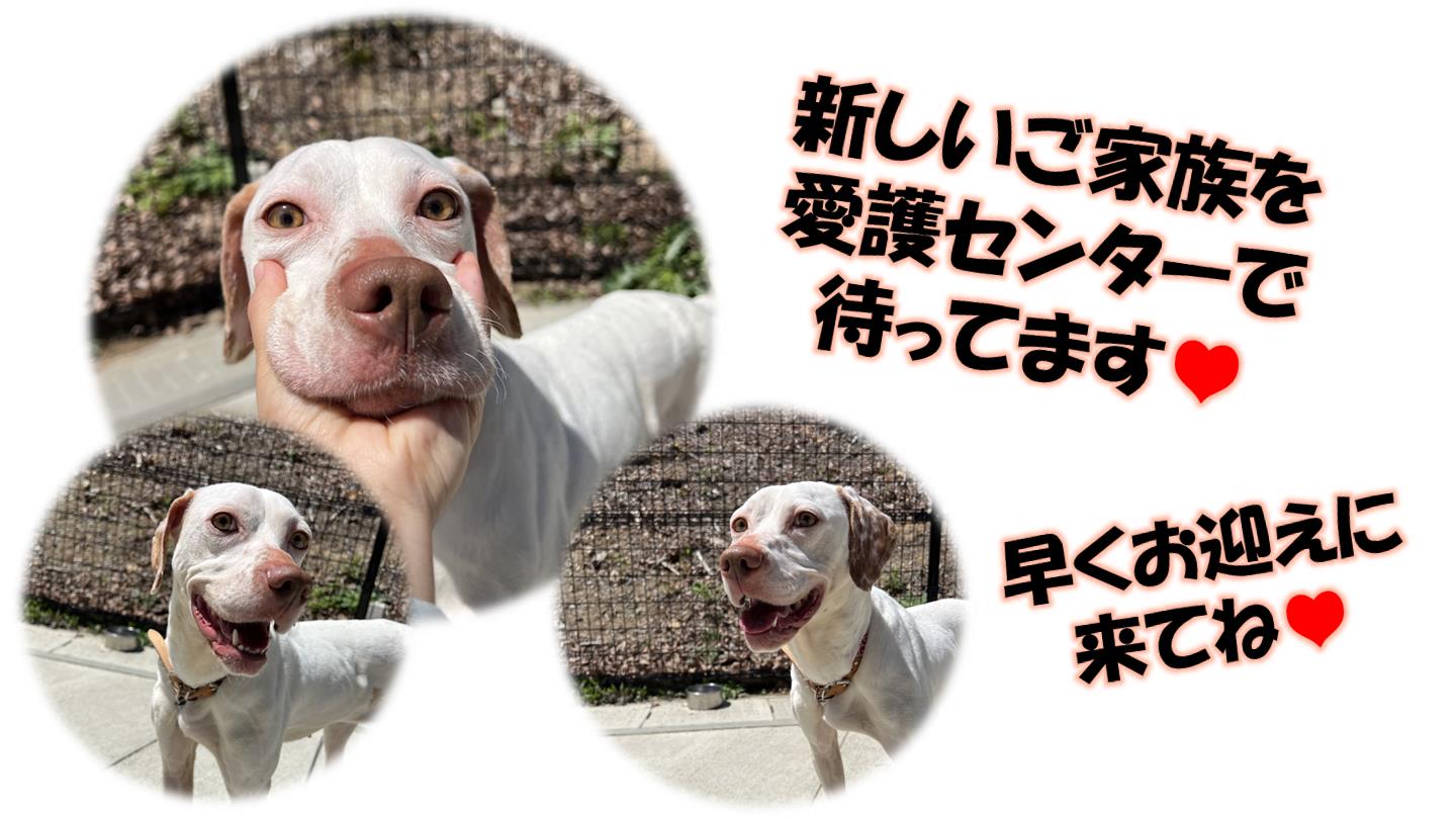 ロゼ５