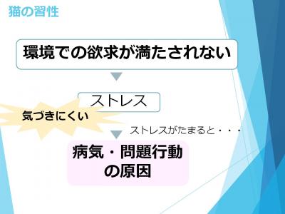 にゃんこセミナー