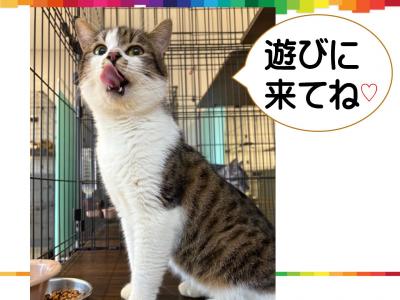 にゃんこセミナー