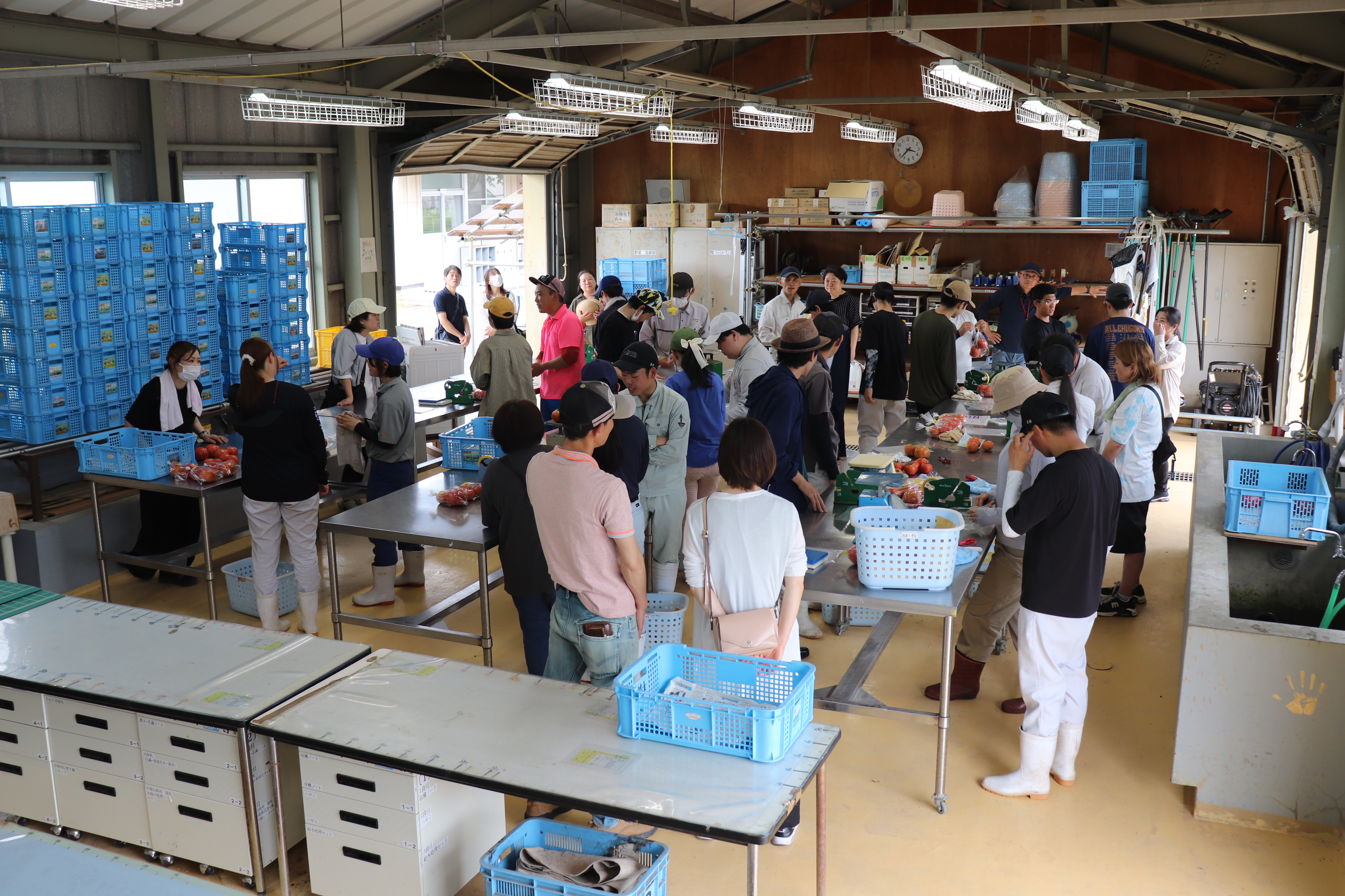 トマトの調製作業