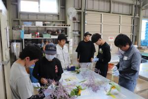 スターチス調製