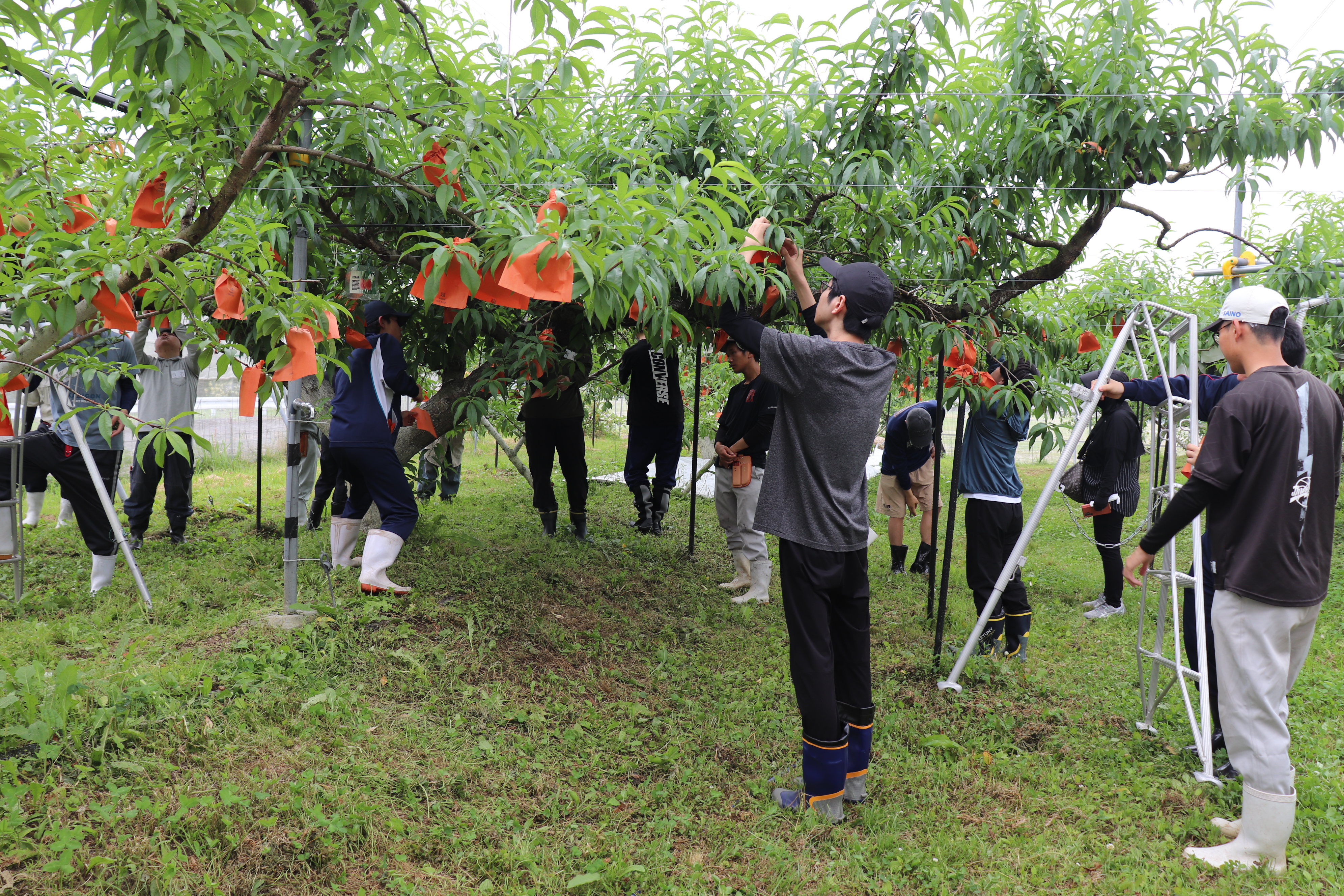 モモの袋掛け全体図
