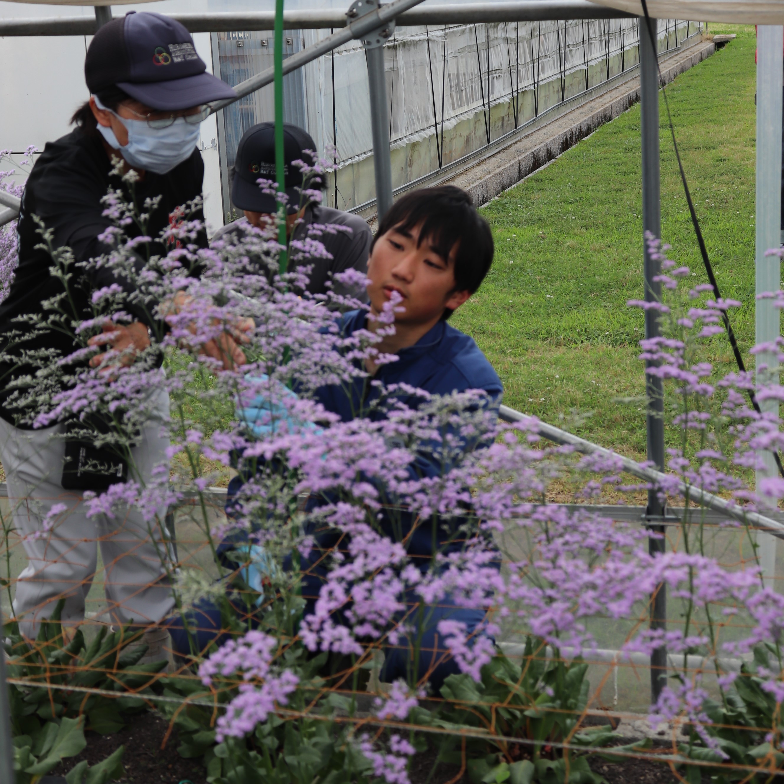 スターチス収穫