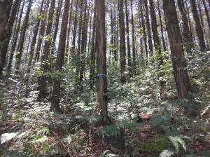 環境貢献林整備事業・整備前(庄原市)