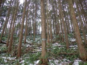 環境貢献林整備事業・整備後(庄原市)