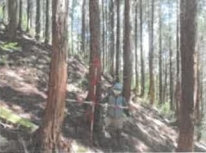 作業道開設・施業前(北広島町)