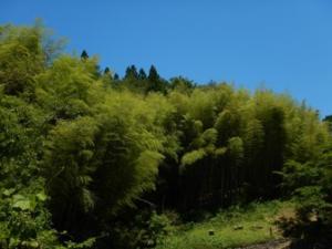 里山林整備・整備前(安芸太田町)