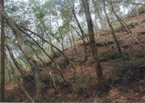 里山防災林整備事業・整備後(世羅町)