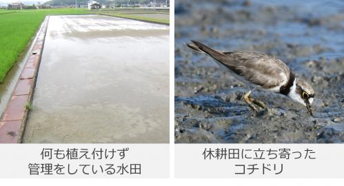 休耕田の様子の写真