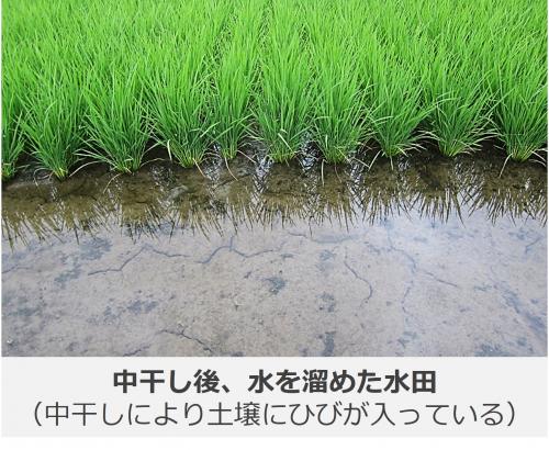 中干し後に水を溜めた水田の写真