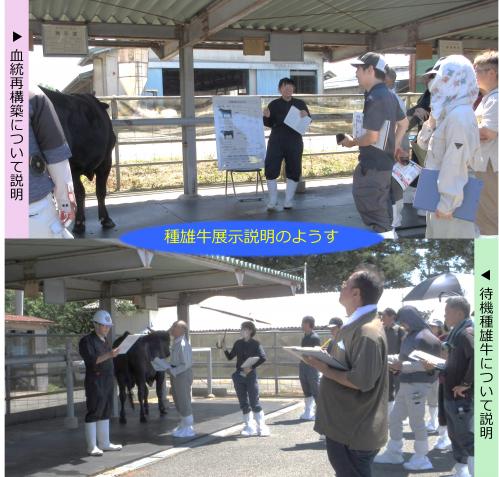 種雄牛展示説明のようす