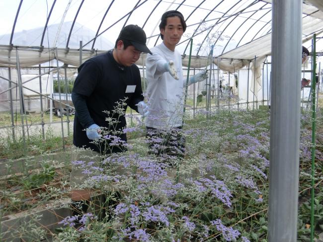 スターチスの収穫