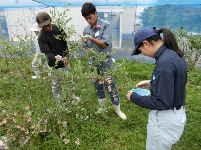 ブルーベリーの収穫