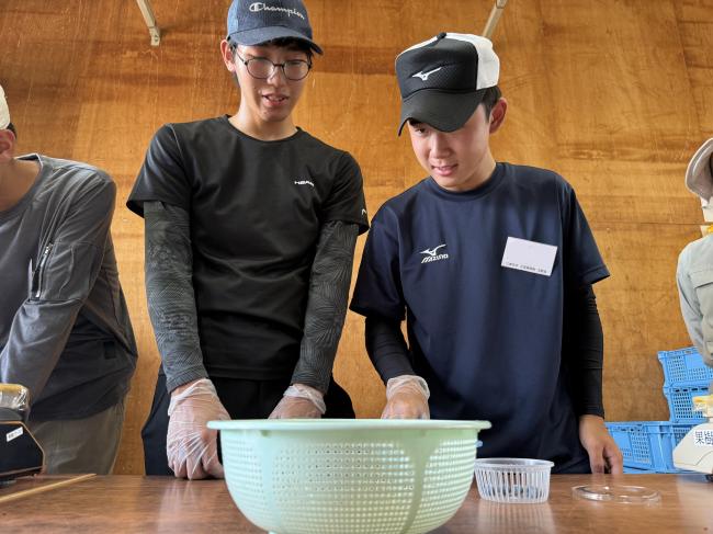 ブルーベリーの調製