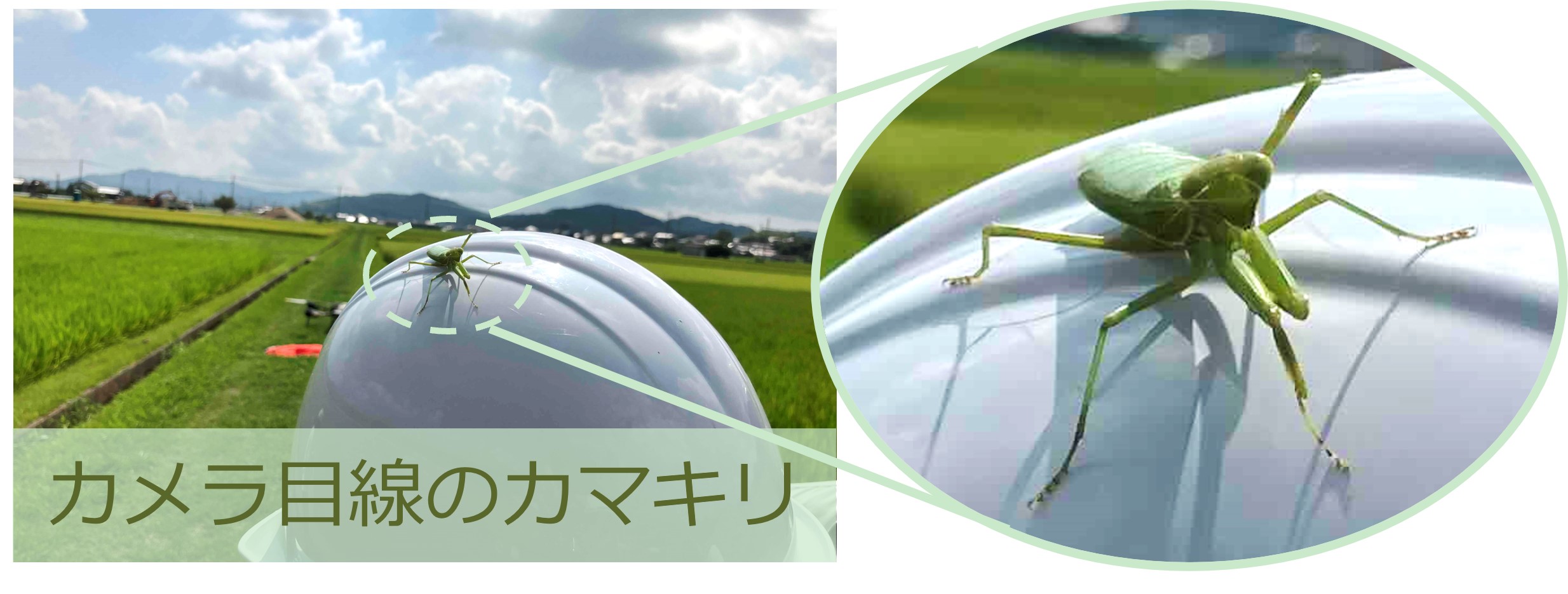 ヘルメットに飛んできたカマキリの写真