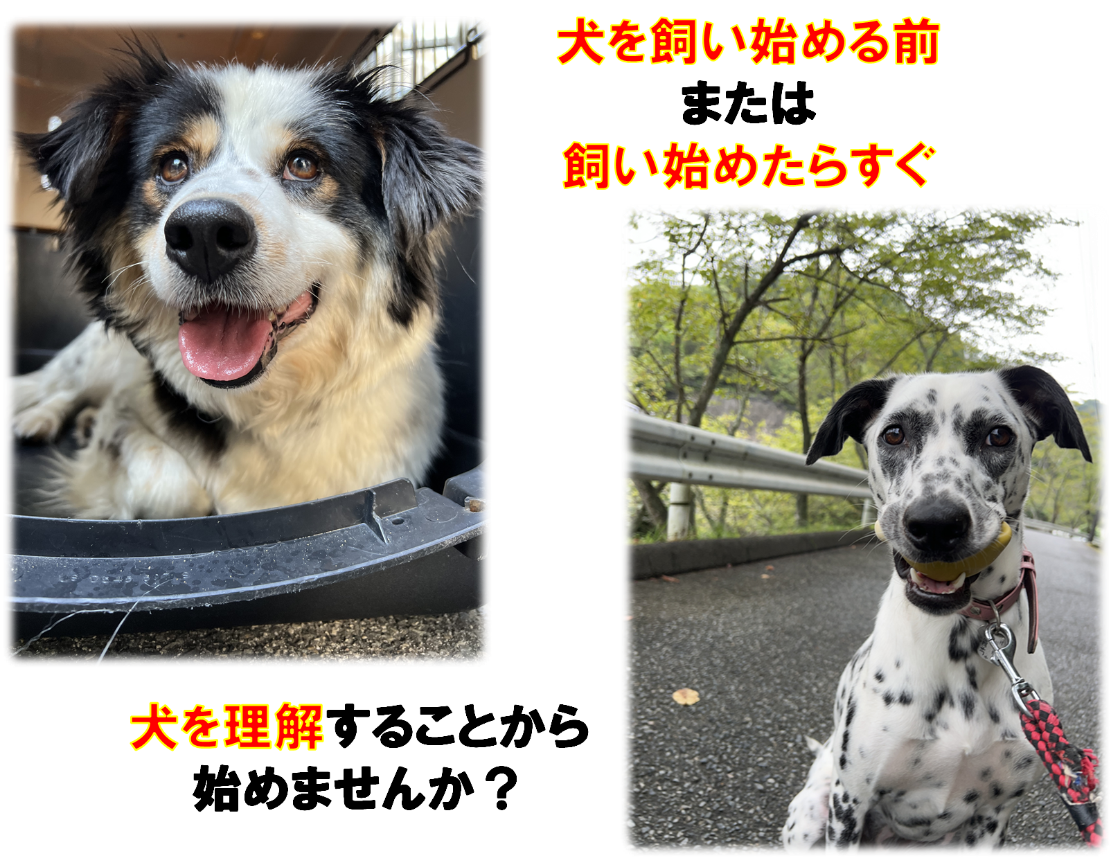犬を理解することから始めませんか？