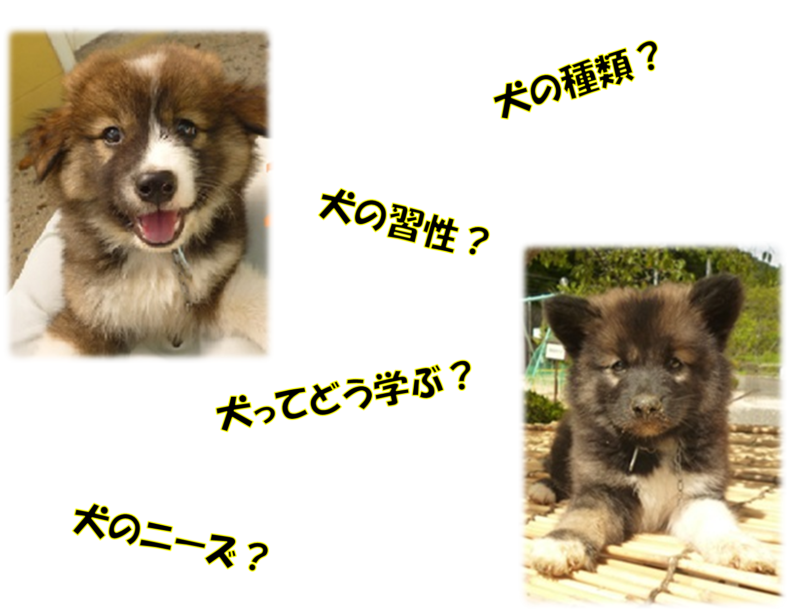 犬の種類・習性・どう学ぶ・ニーズ