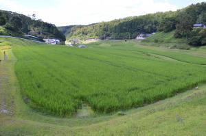上下町の水稲新品種試作ほ場