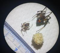 ハイイロゴケグモ