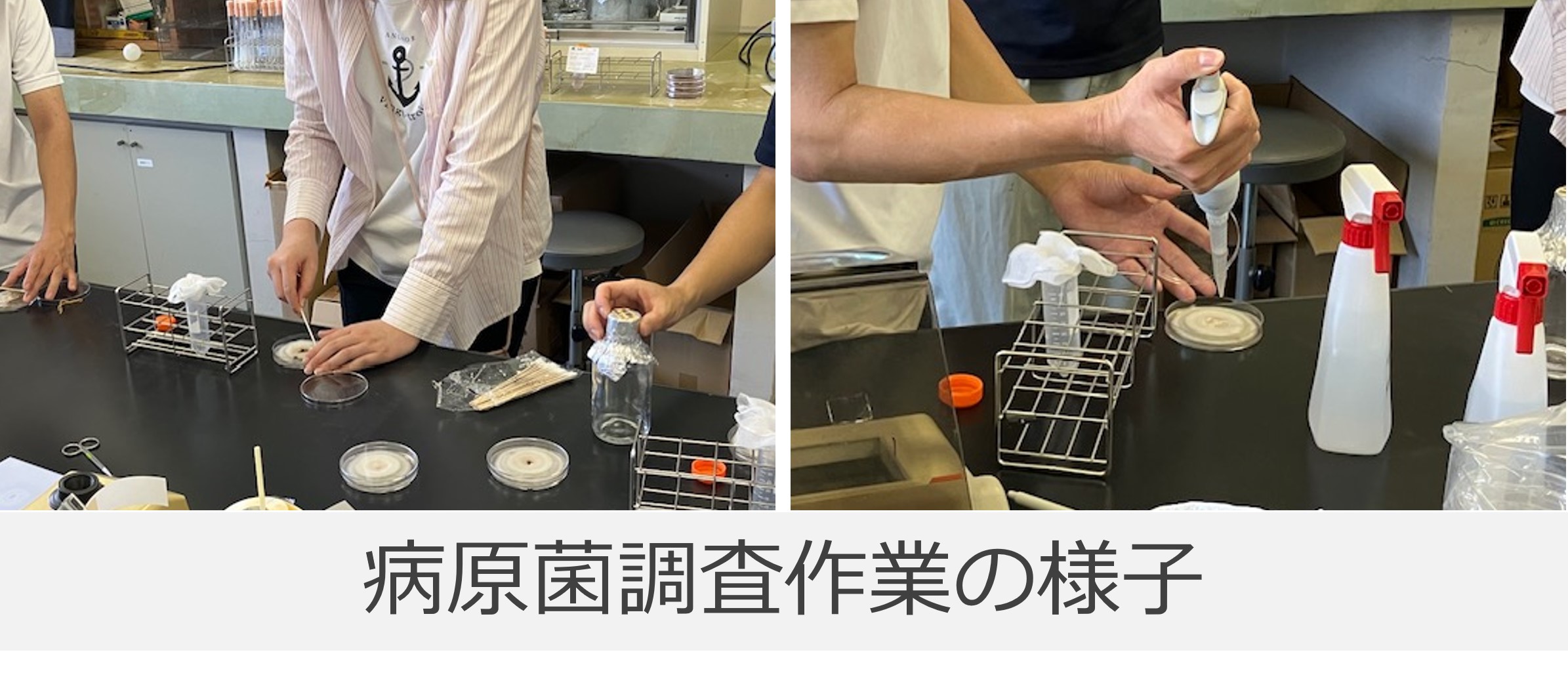 病原菌の調査作業をしている様子