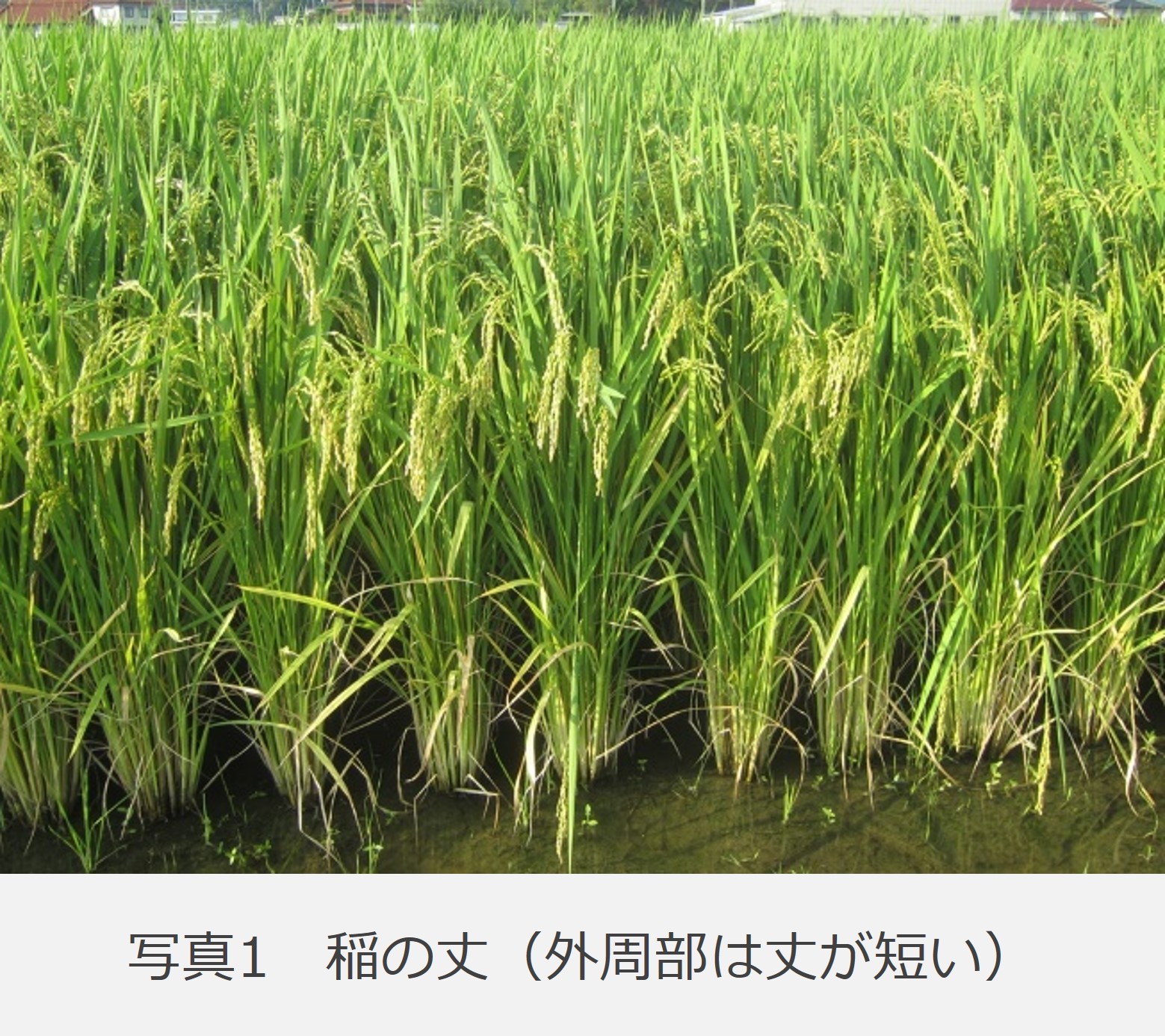 外周部は水稲の丈が短い様子がわかる写真