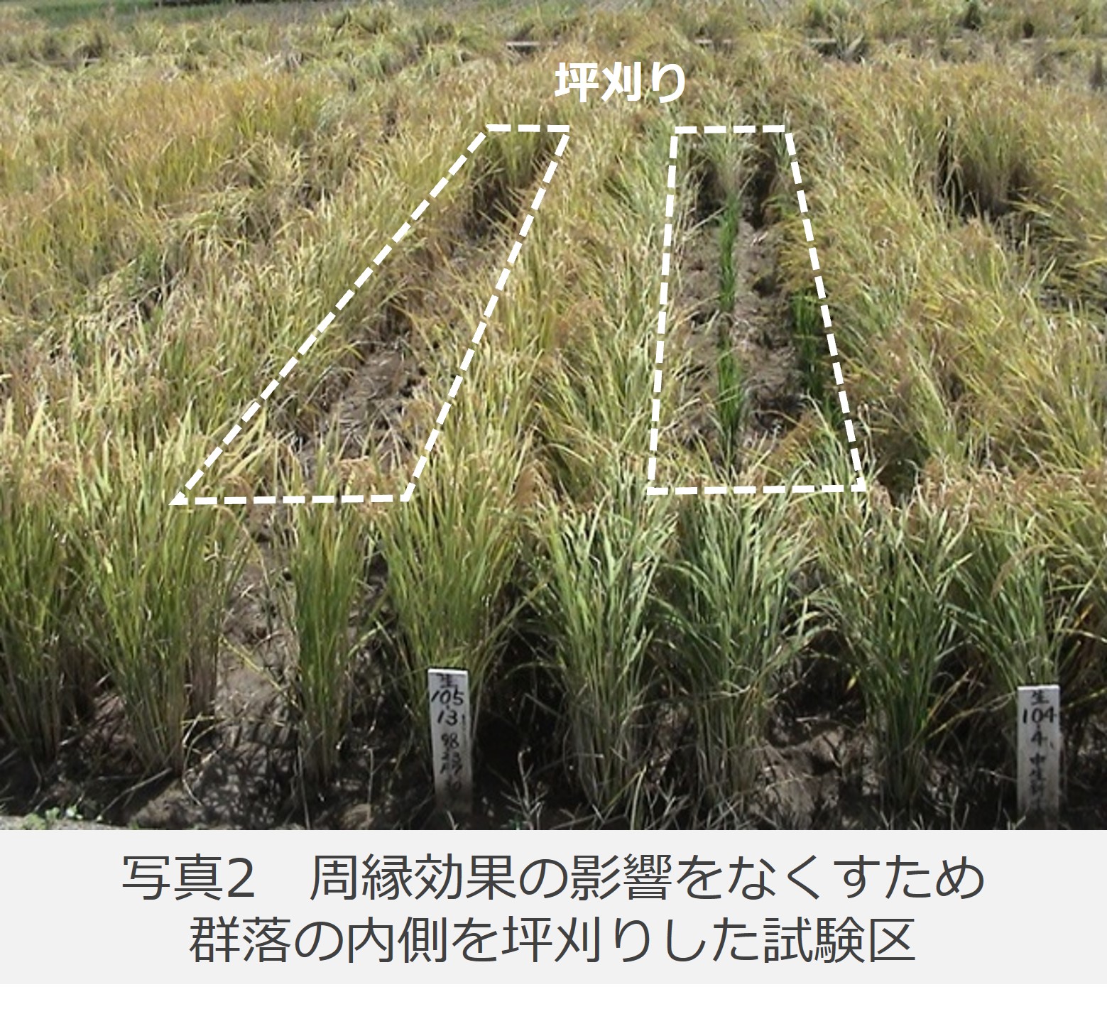 群落の内側を坪刈りした試験区の写真