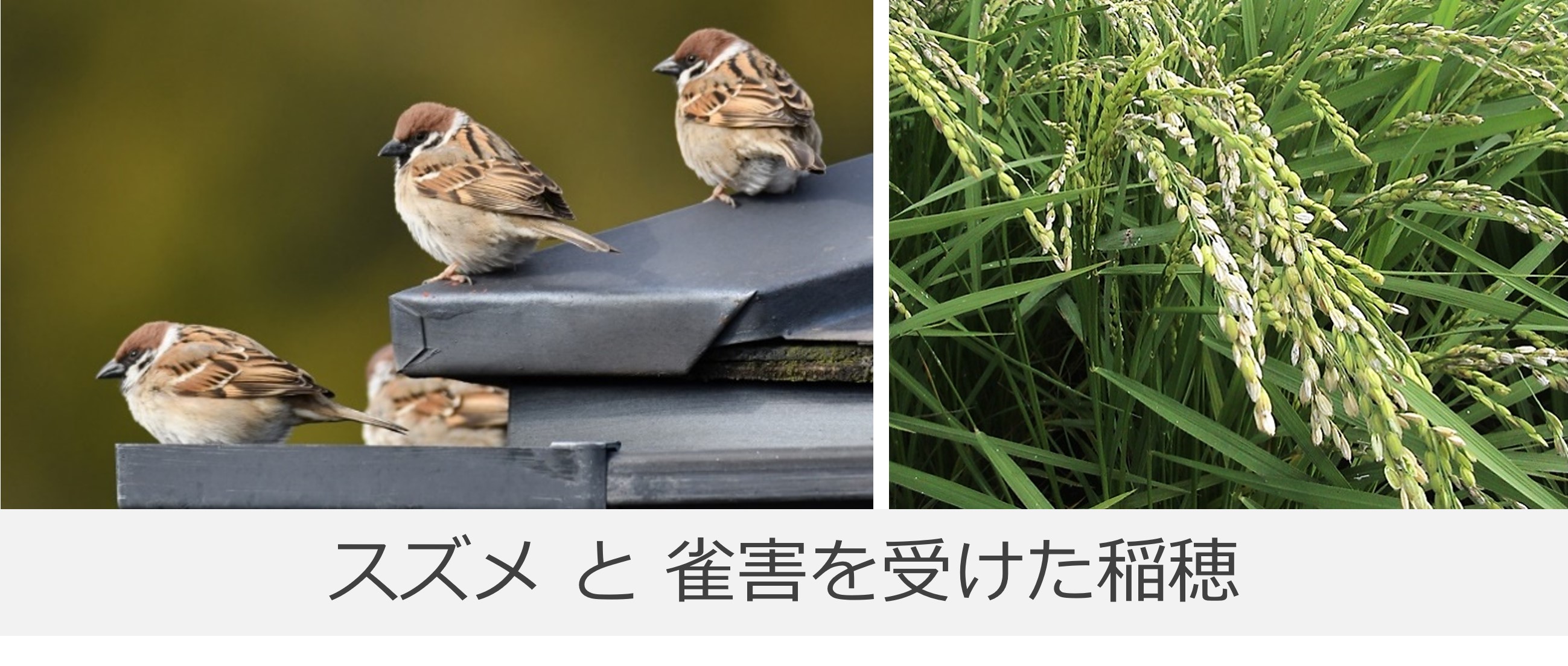 スズメと雀害を受けた稲穂の写真