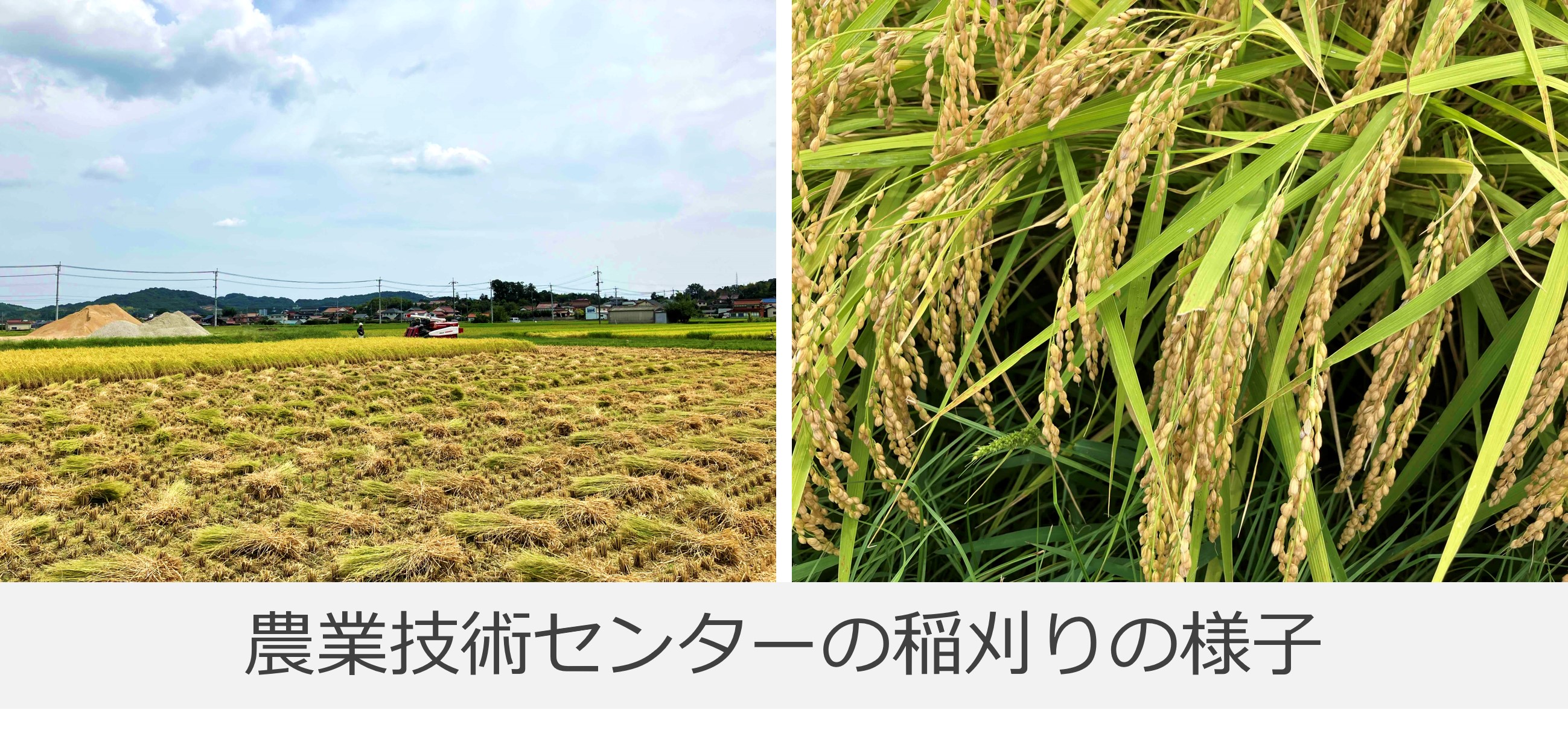 稲刈り後の写真