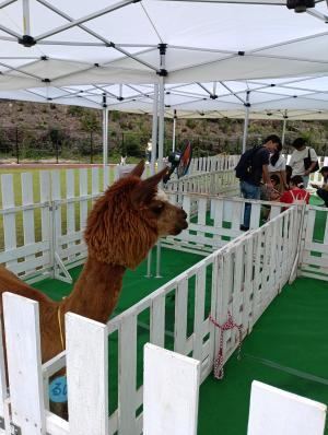 ふれあい動物園