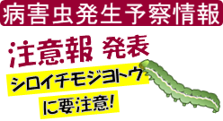 シロイチに注意