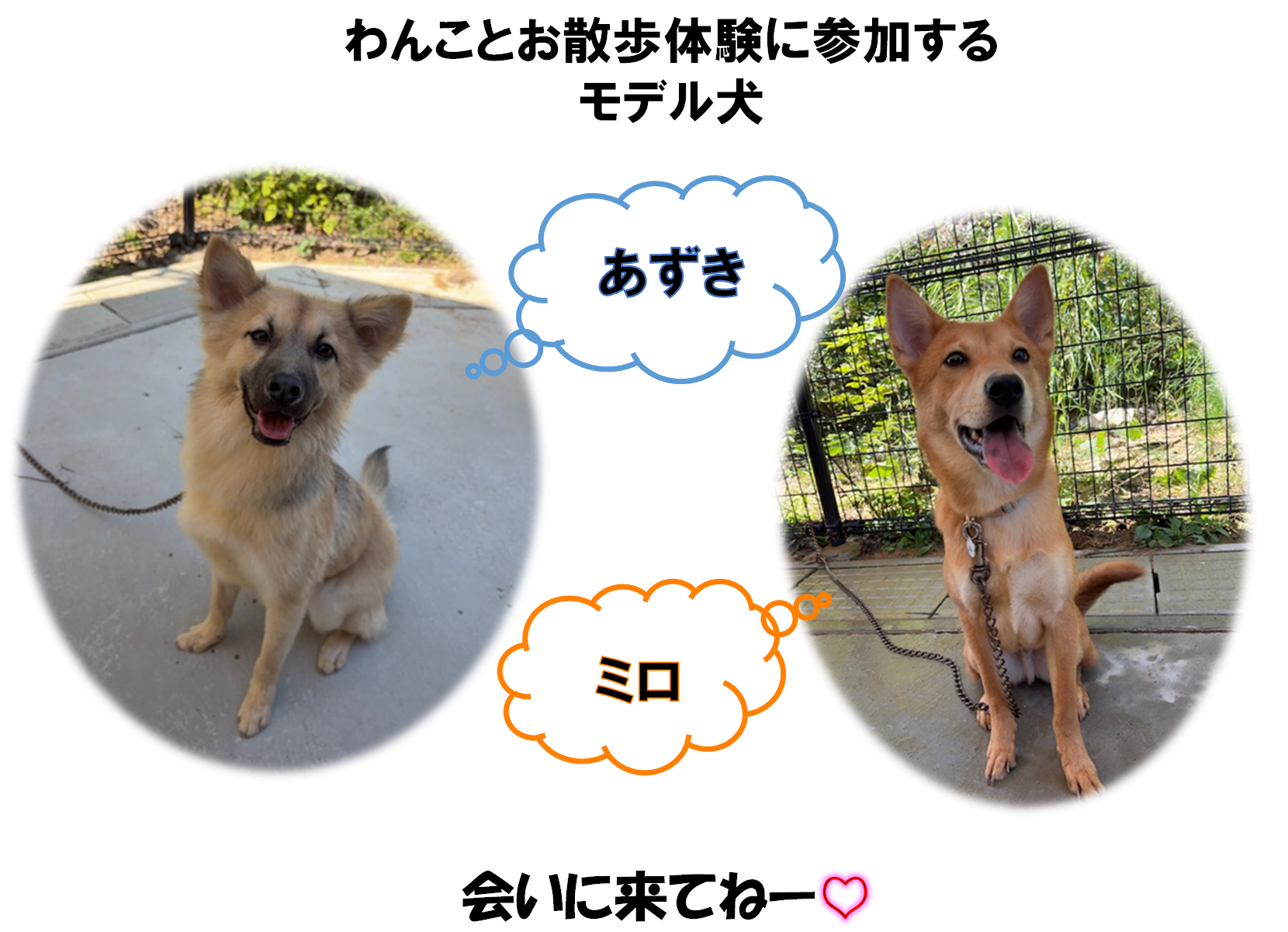 わんことお散歩体験に参加するモデル犬