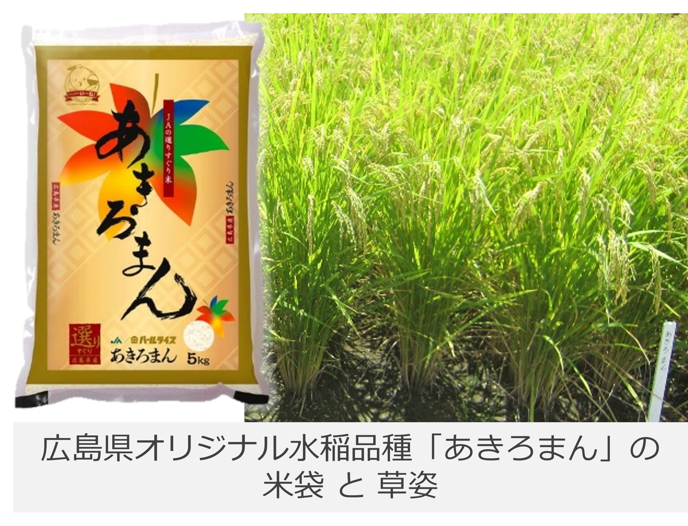 あきろまんの米袋と草姿の写真