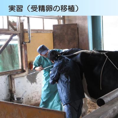 移植実習のようす