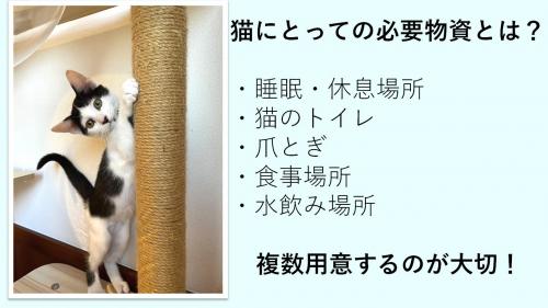 にゃんこセミナー